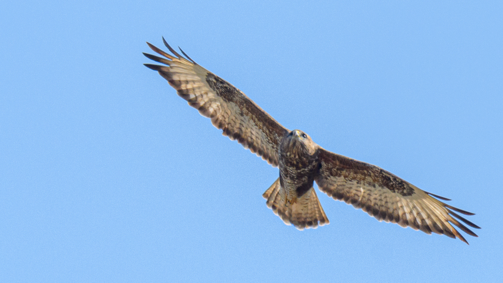 Common Buzzard