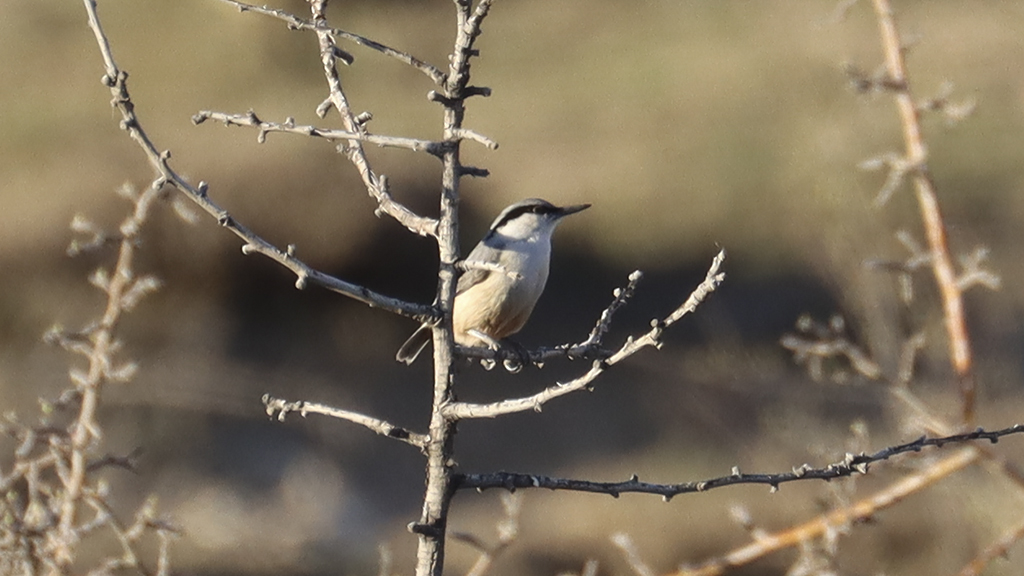 Western Rock Nuthatch
