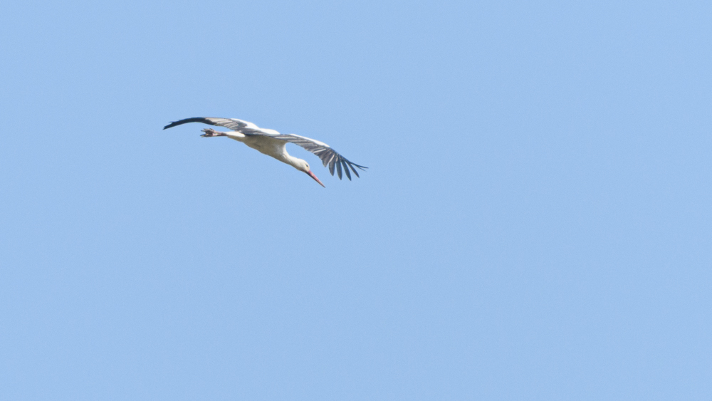 White Stork