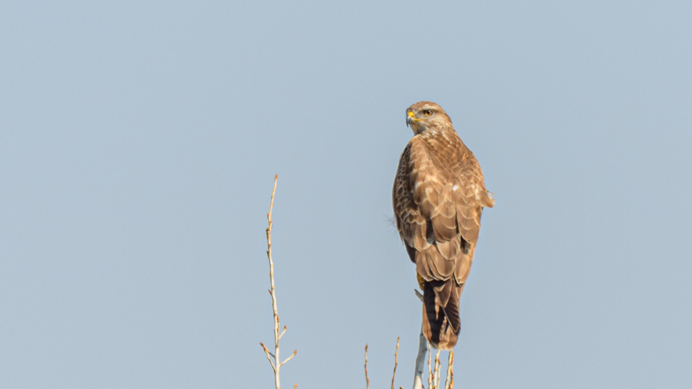 Common Buzzard