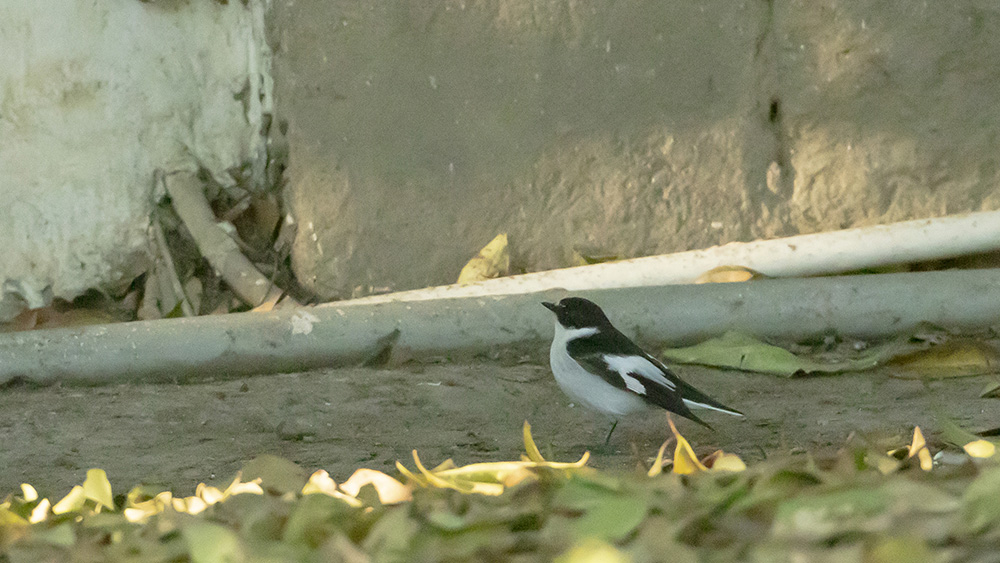 Semicollared Flycatcher