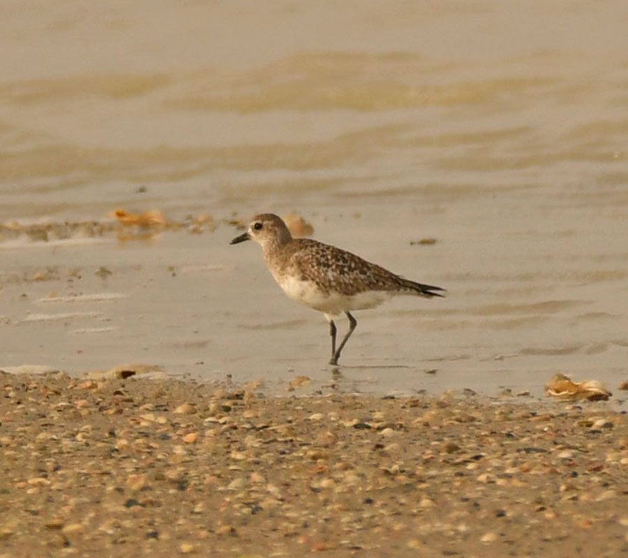 Grey Plover