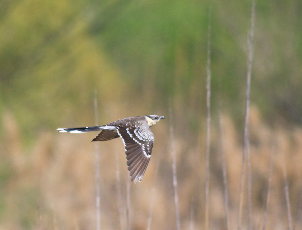 Great Spotted Cuckoo