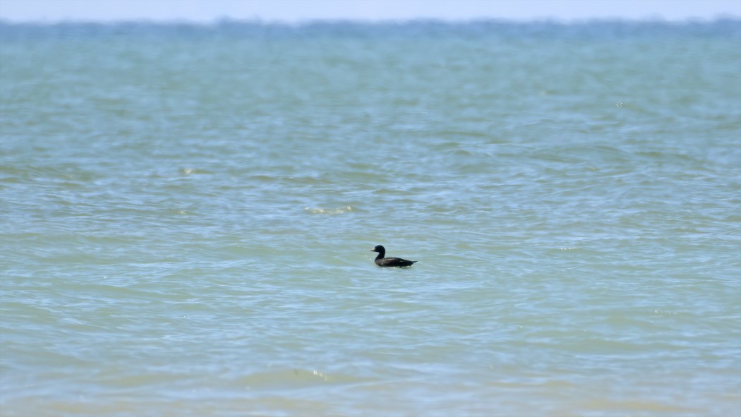 Common Scoter