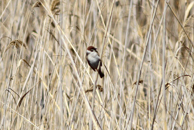 Eurasian Tree Sparrow