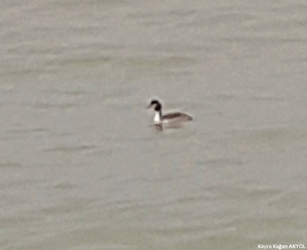 Great Crested Grebe