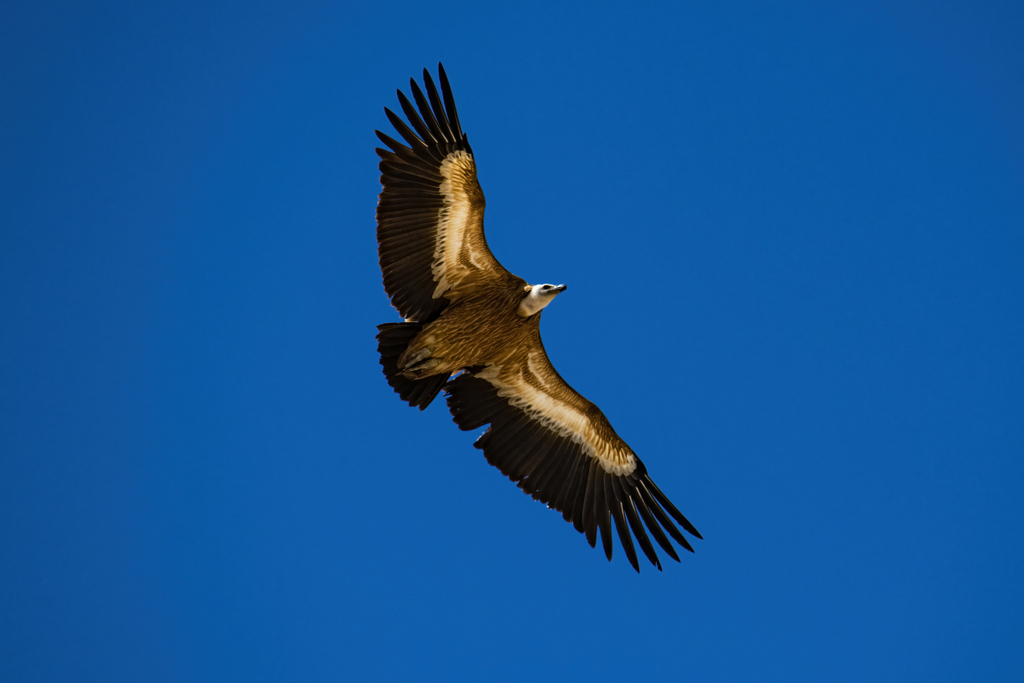 Griffon Vulture