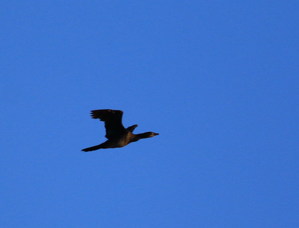 Pygmy Cormorant