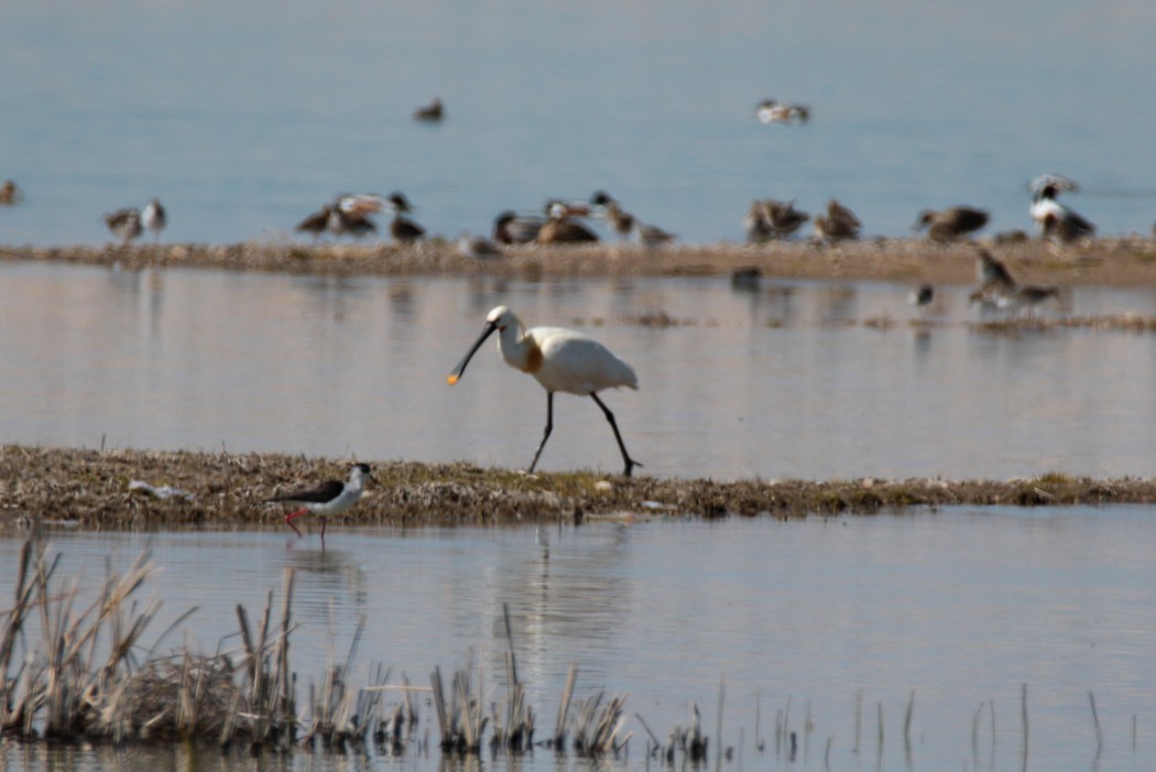 Eurasian Spoonbill