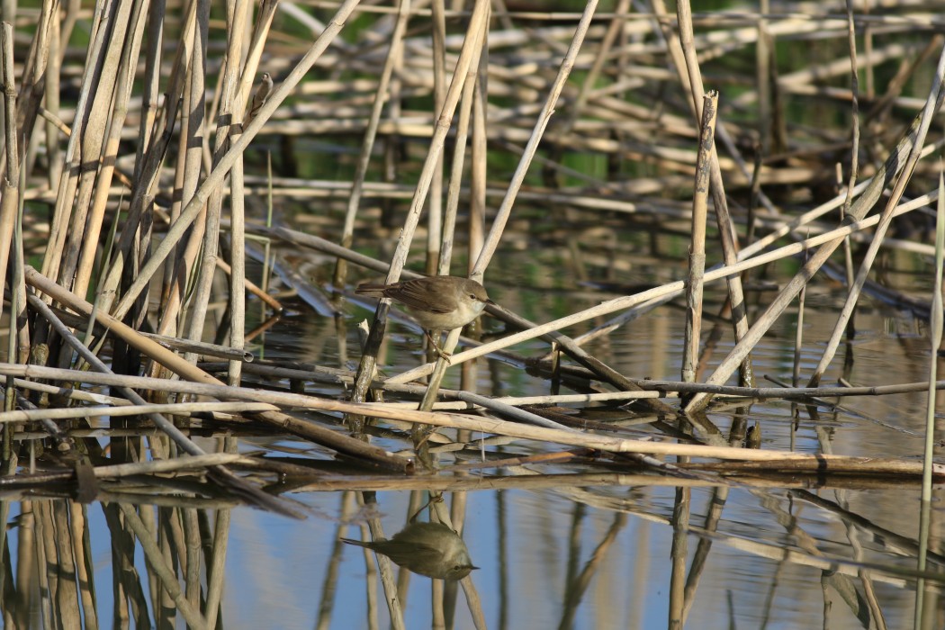 Common Reed Warbler