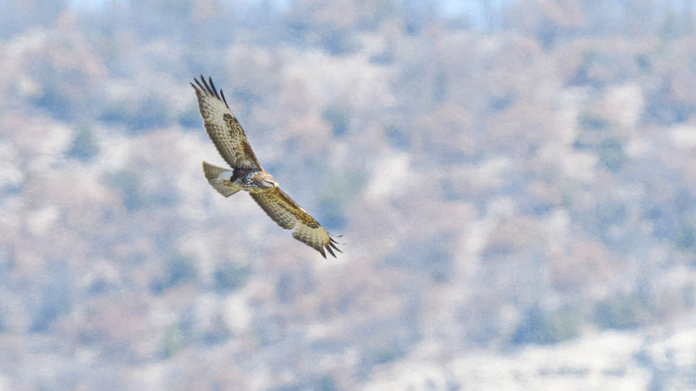 Common Buzzard