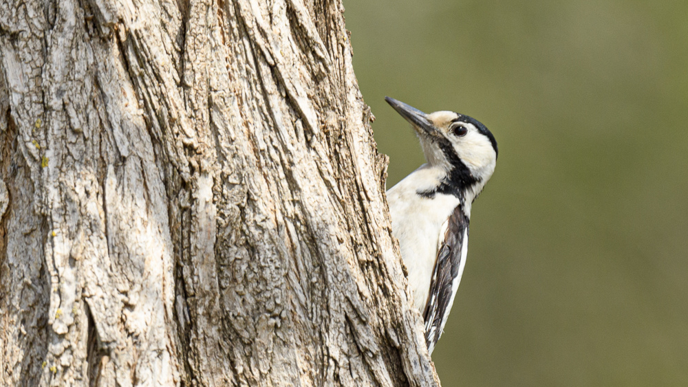 Syrian Woodpecker