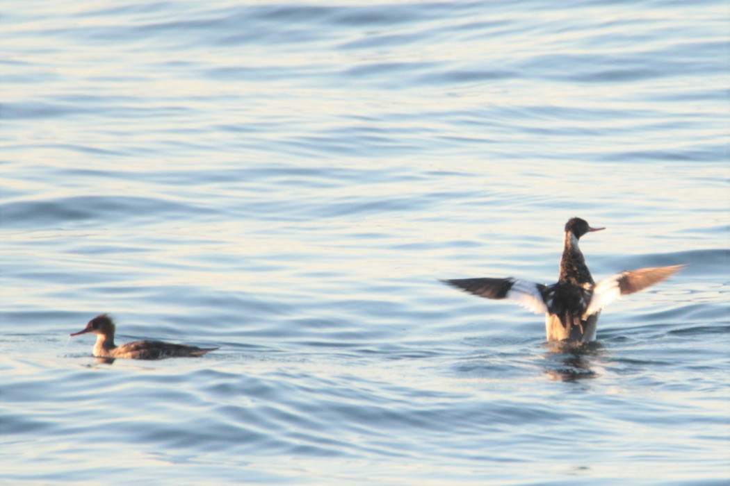 Red-breasted Merganser