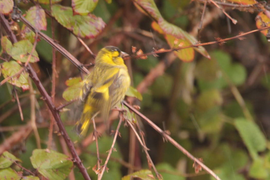 Eurasian Siskin