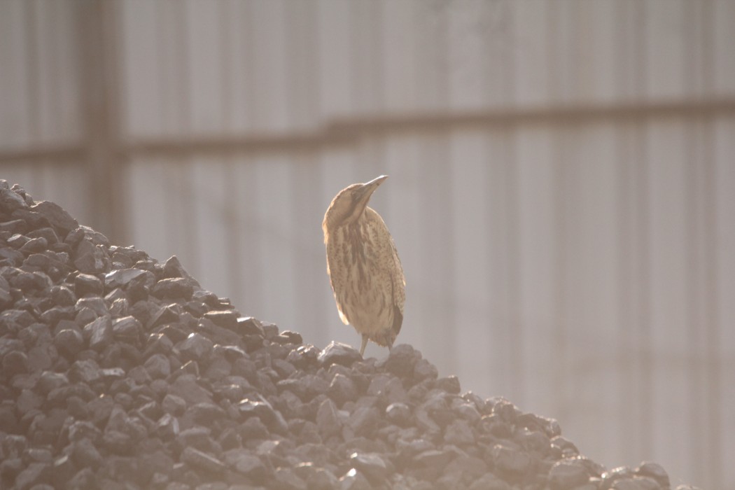 Eurasian Bittern