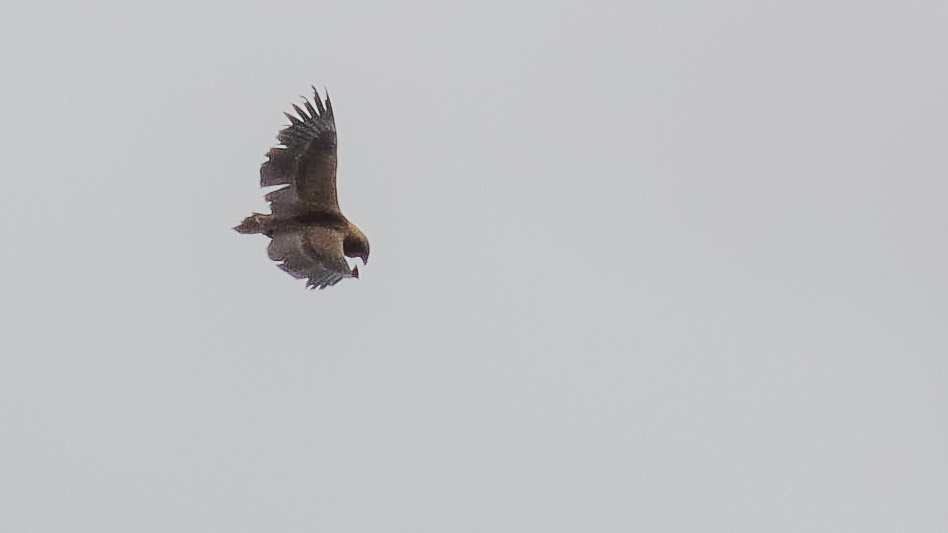 Bateleur