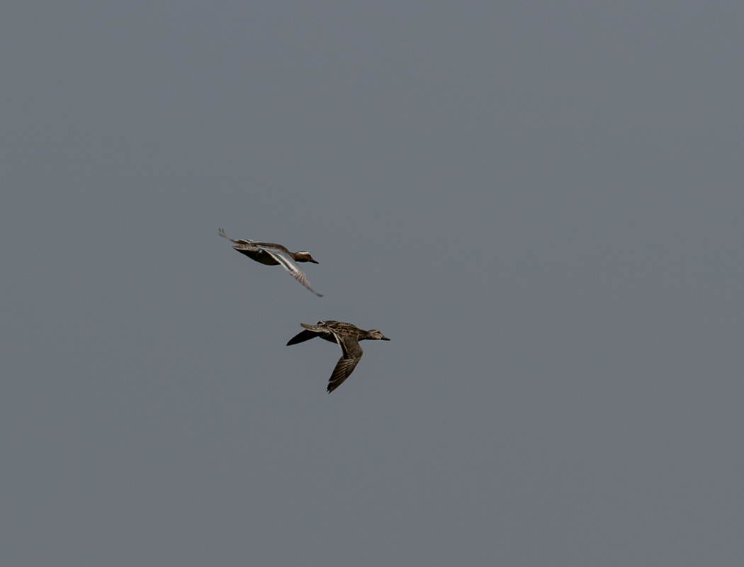 Garganey