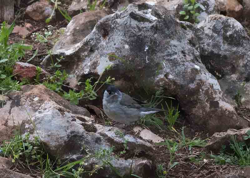 Eurasian Blackcap