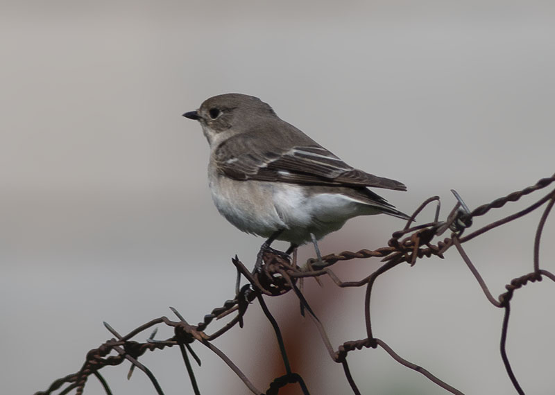 European Pied Flycatcher