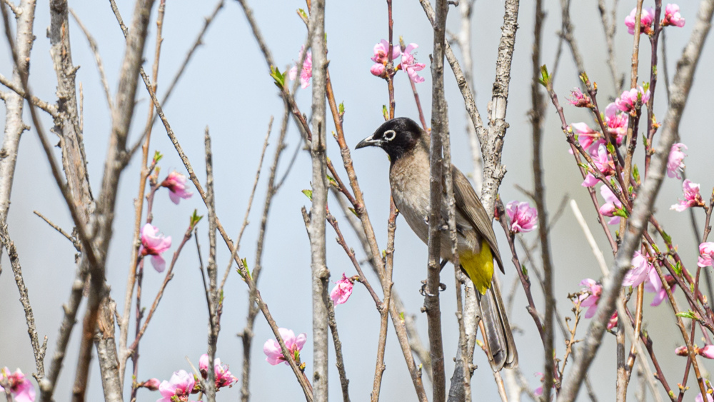 White-spectacled Bulbul