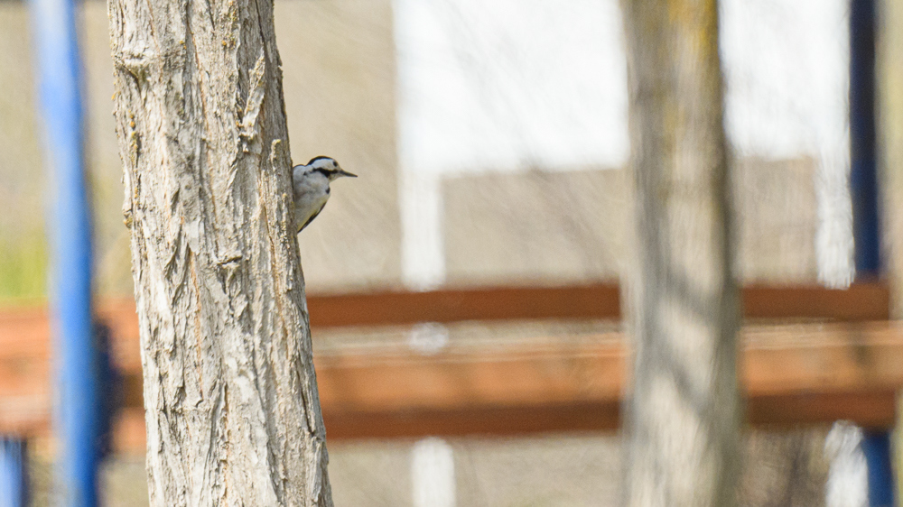 Syrian Woodpecker