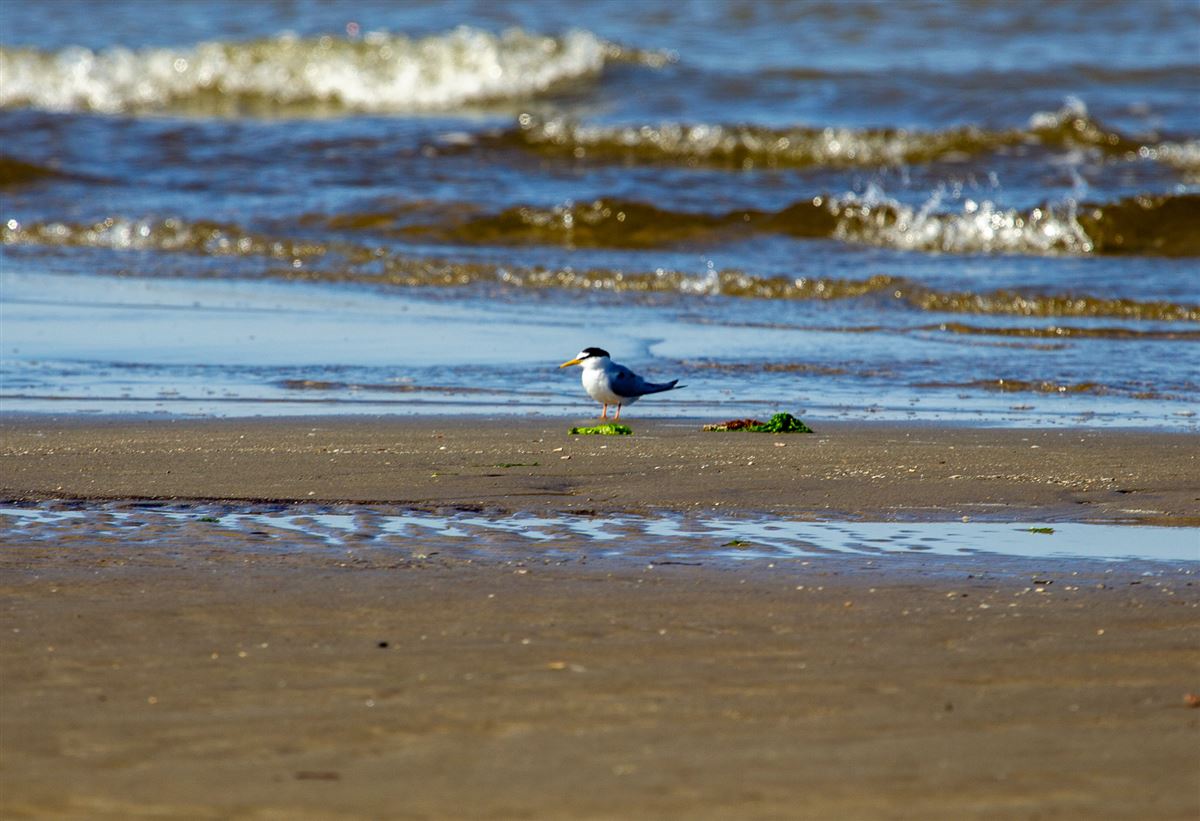 Little Tern