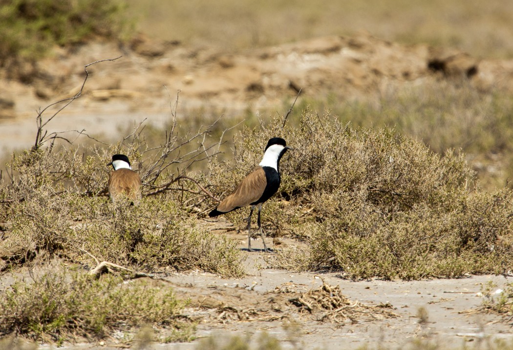 Spur-winged Lapwing