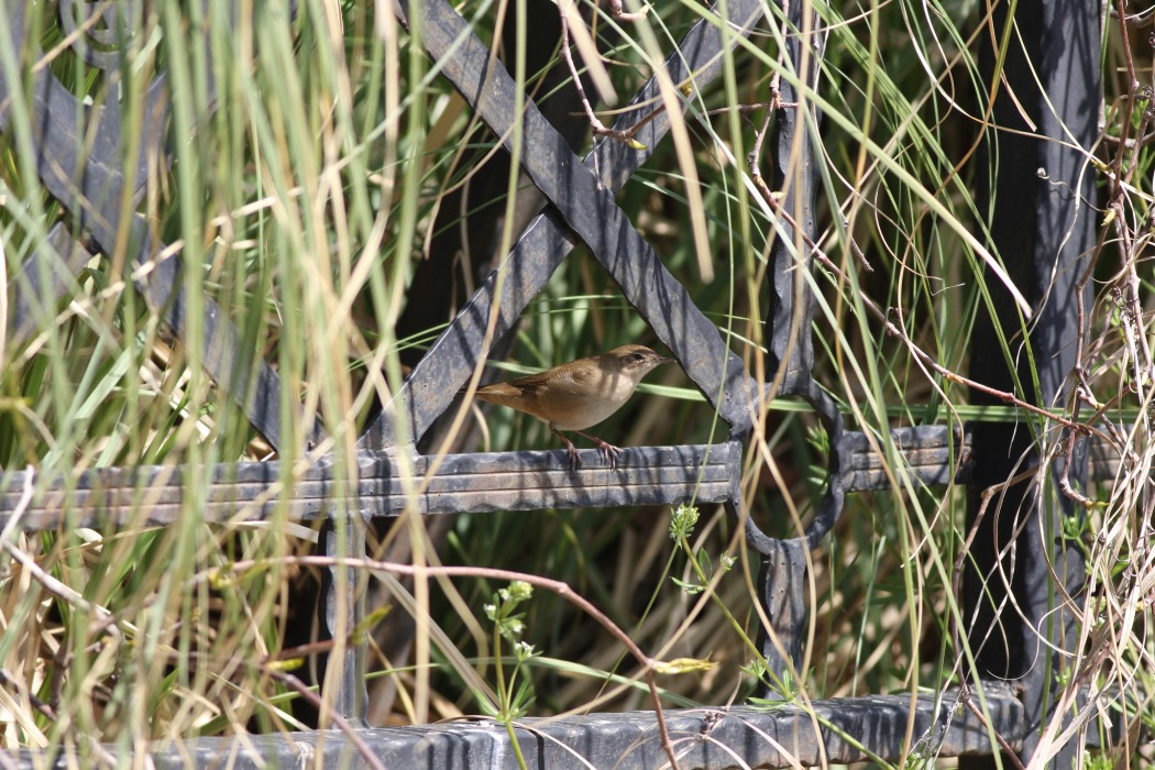 Savi`s Warbler