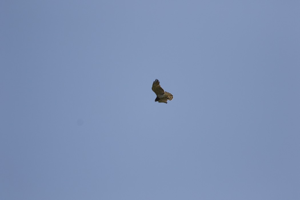 Short-toed Snake Eagle