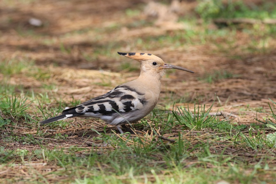 Common Hoopoe
