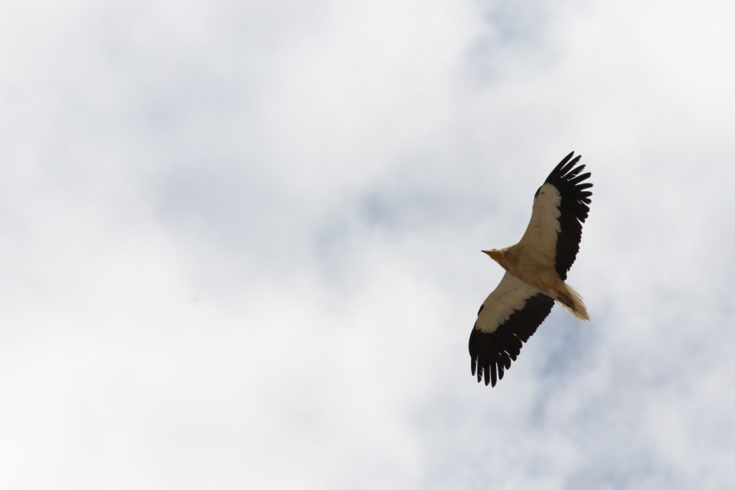 Egyptian Vulture