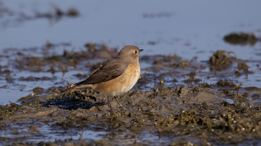Common Redstart