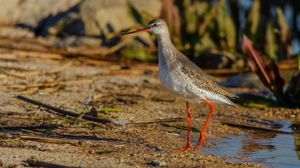 Spotted Redshank