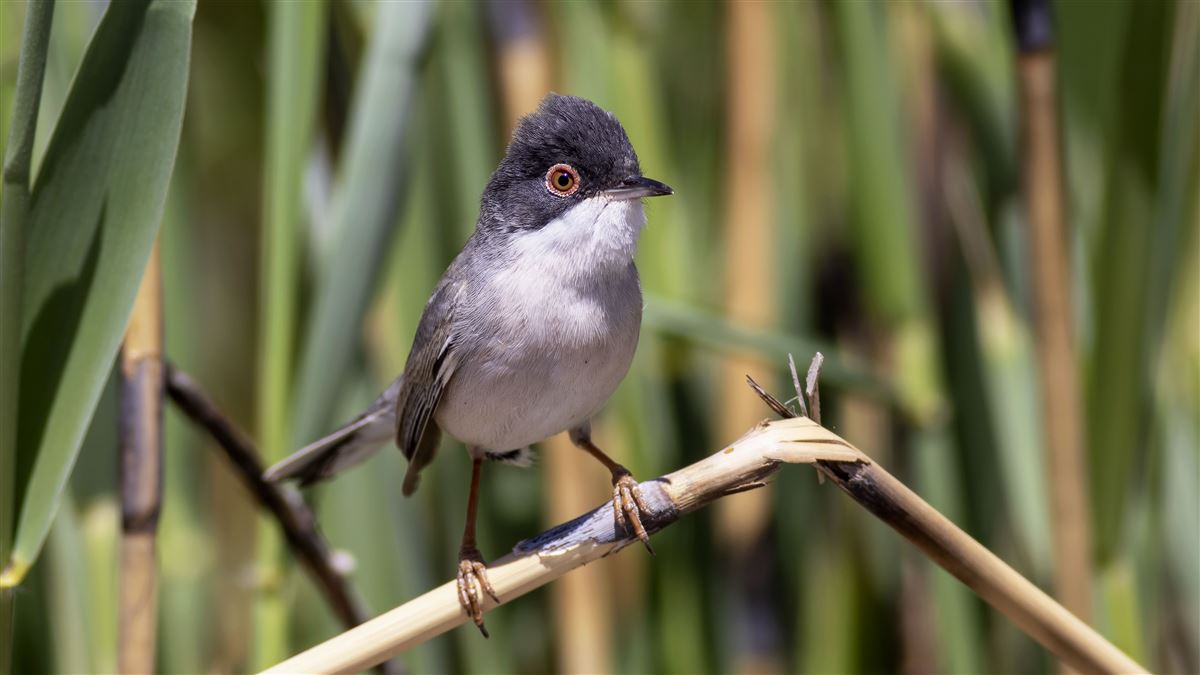 Menetries`s Warbler