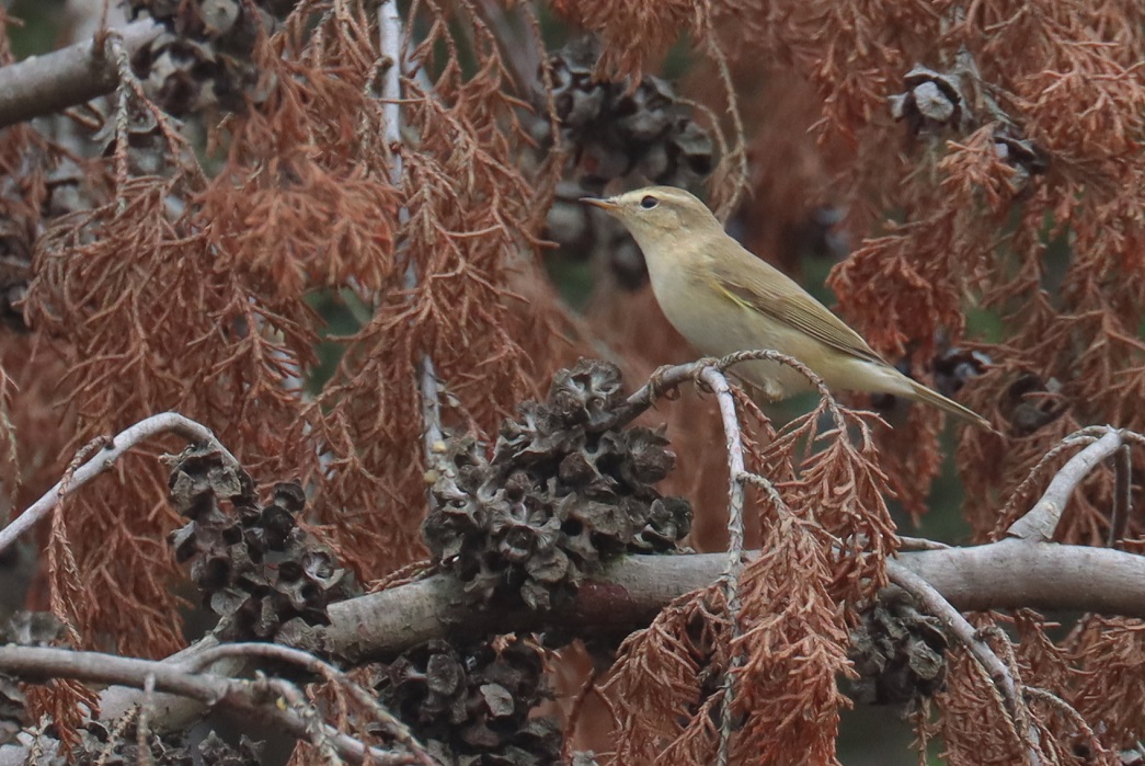 Willow Warbler