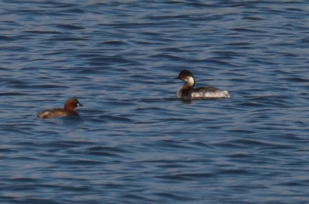 Black-necked Grebe