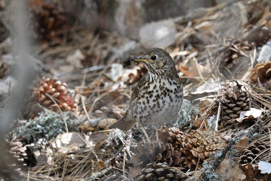 Song Thrush