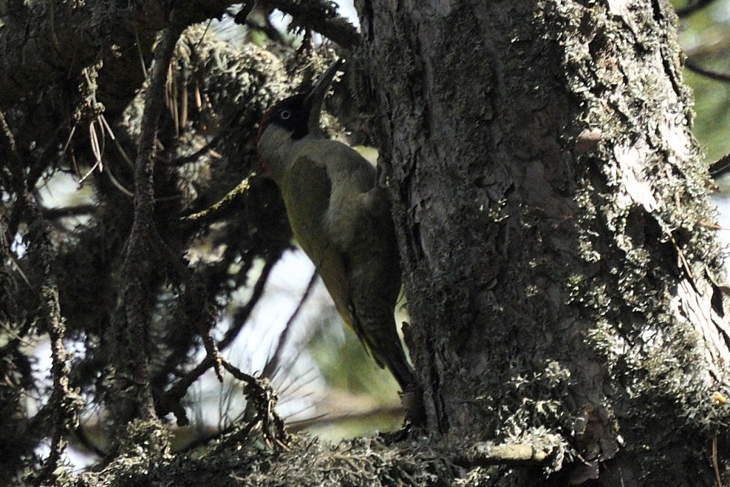 European Green Woodpecker