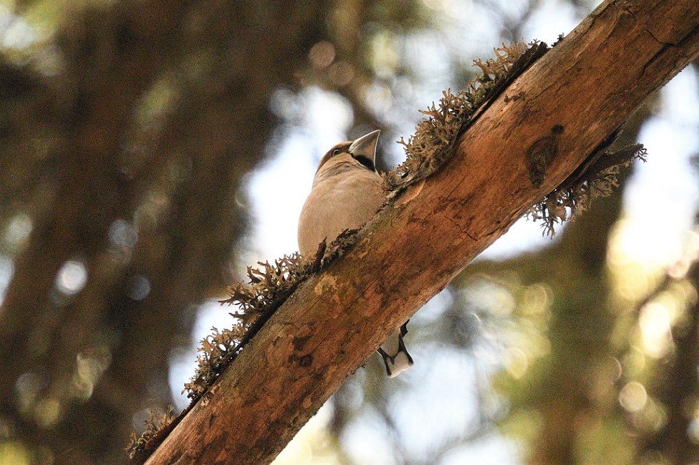 Hawfinch