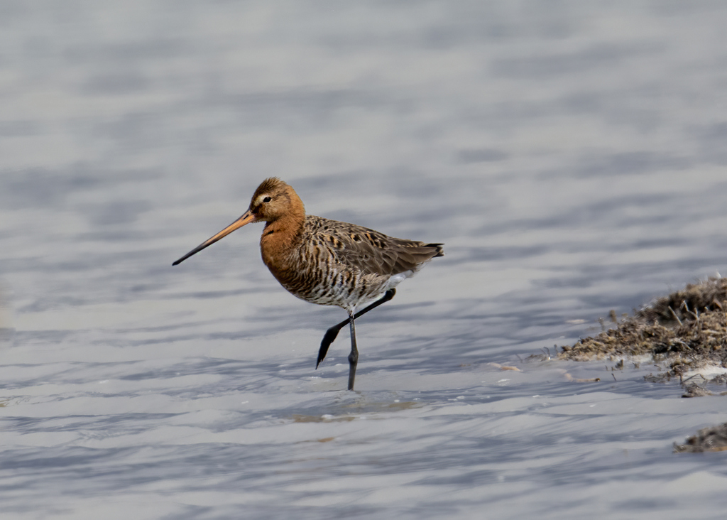 Black-tailed Godwit