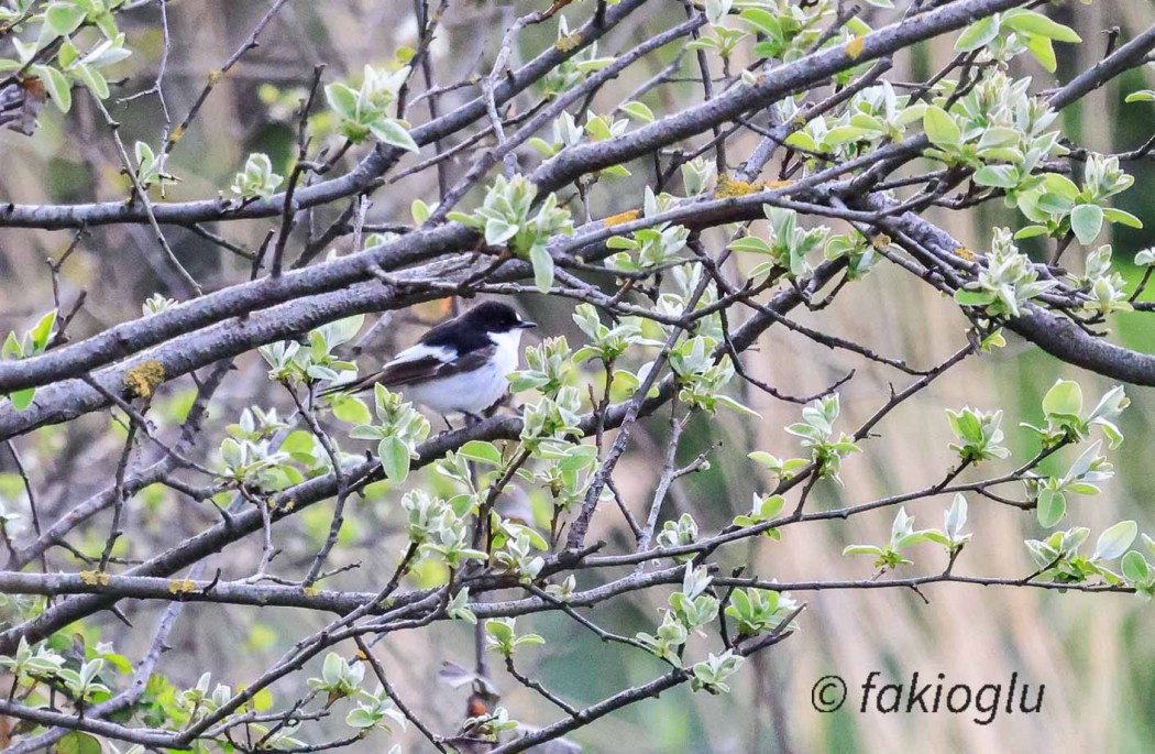 European Pied Flycatcher
