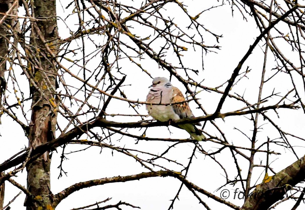 European Turtle Dove