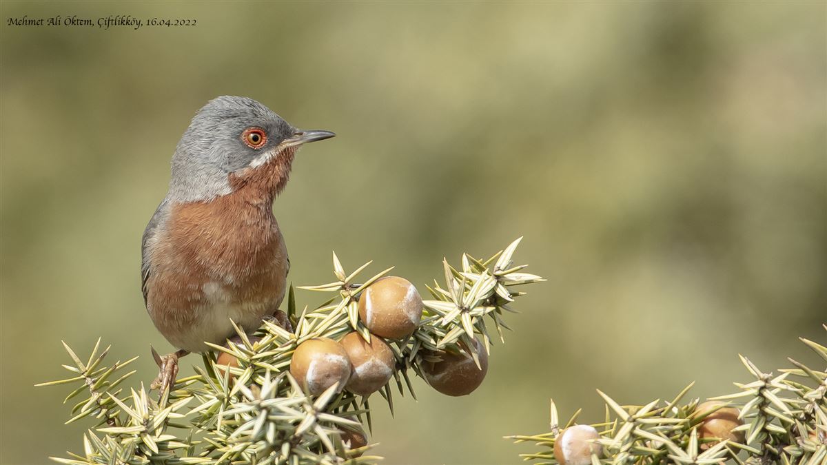 Subalpine Warbler