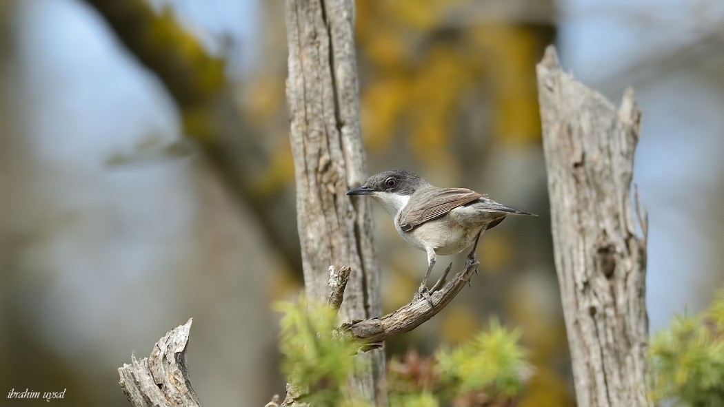 Eastern Orphean Warbler