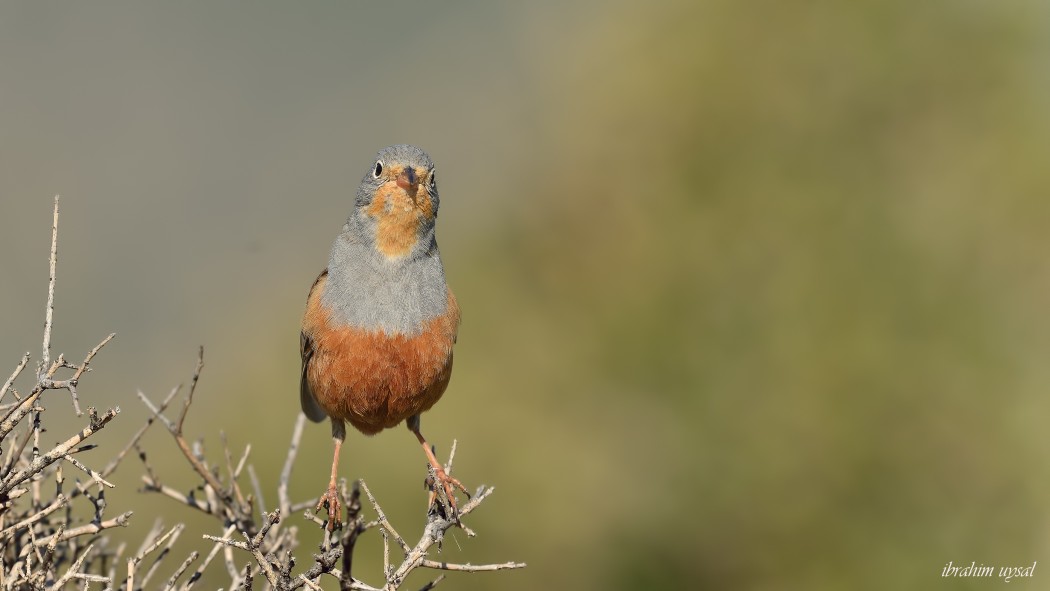 Cretzschmar`s Bunting