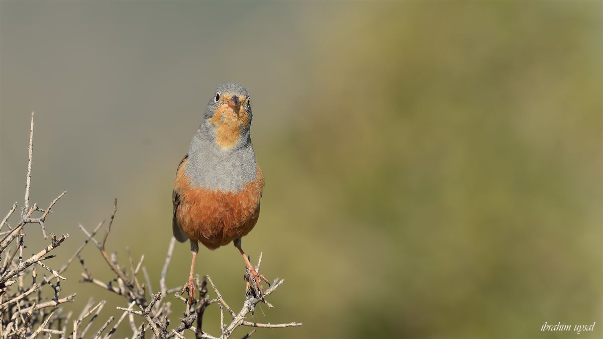 Cretzschmar`s Bunting