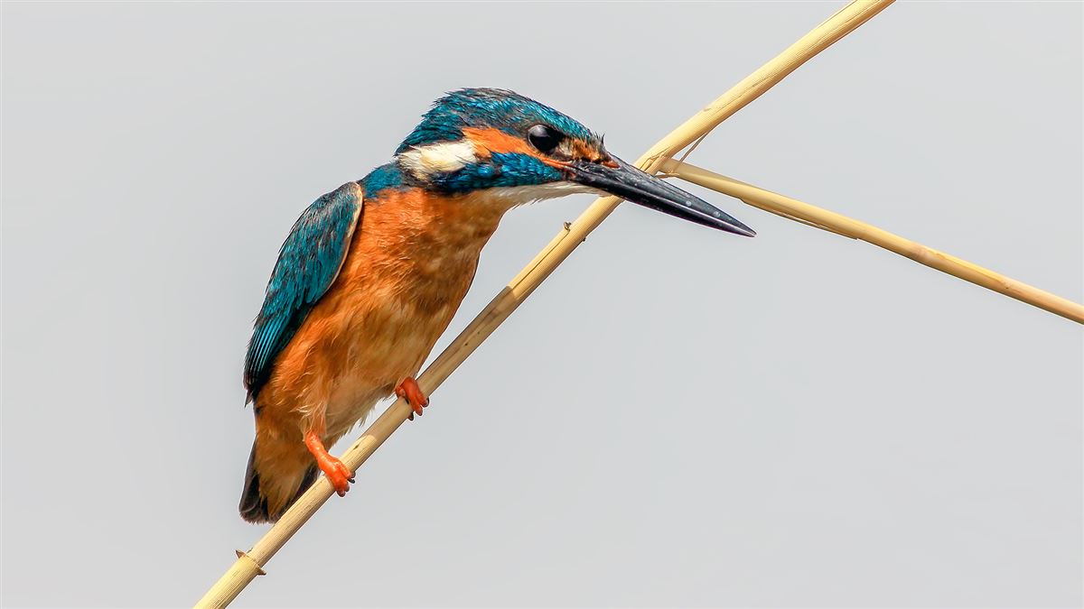 Common Kingfisher