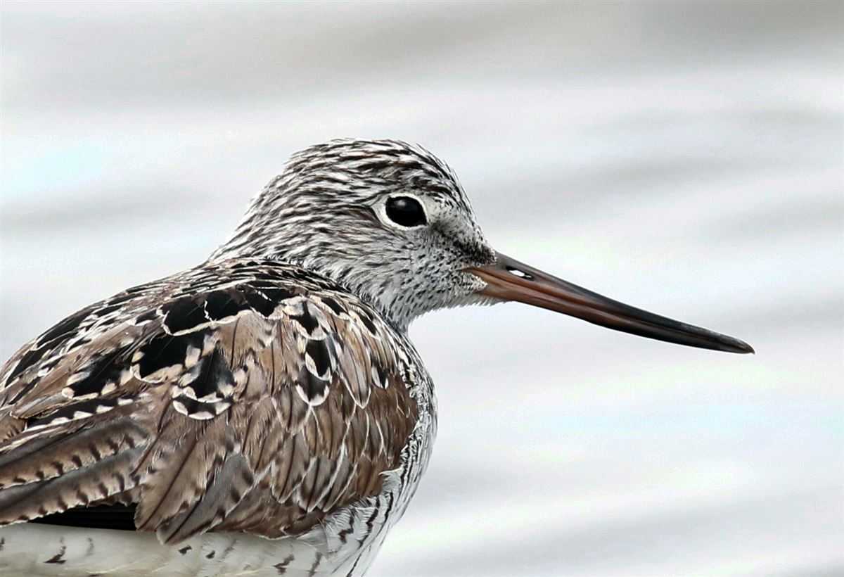 Common Greenshank