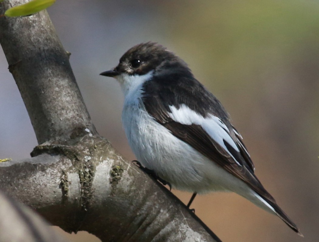 European Pied Flycatcher