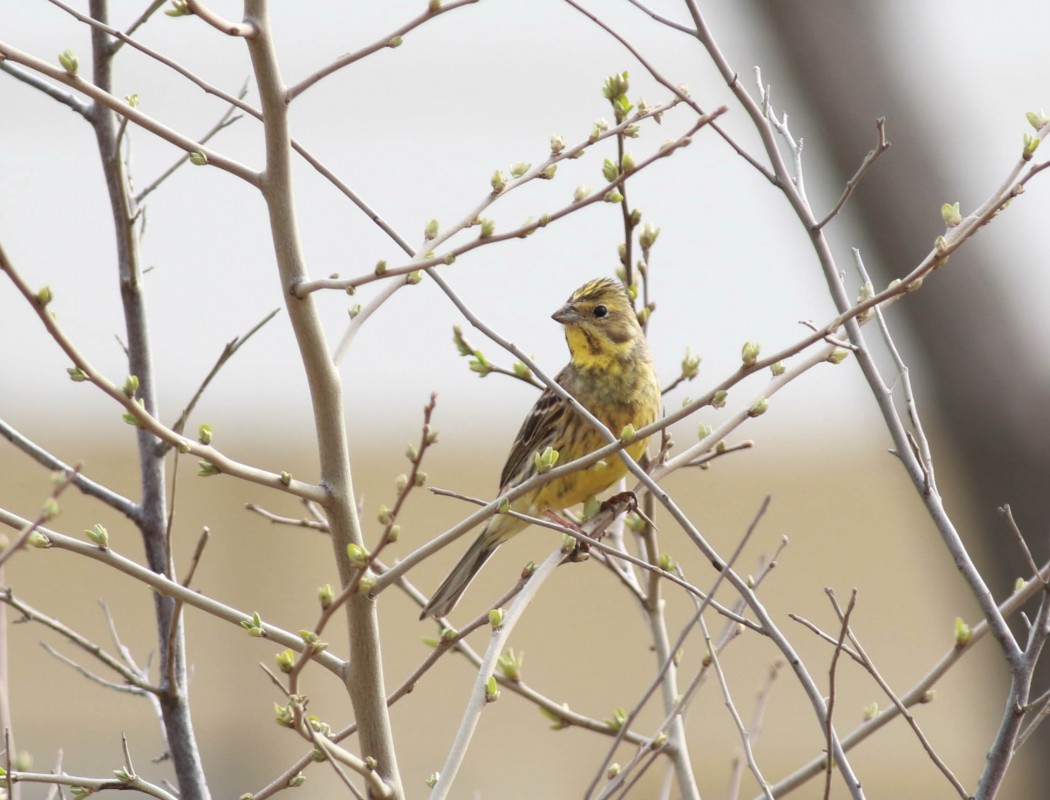 Yellowhammer